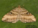 Epirrhoe medeifascia - Hodges#7397