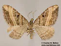 Epirrhoe medeifascia - Hodges#7397 - photo 2