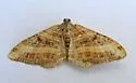 Epirrhoe medeifascia - Hodges#7397 - photo 3