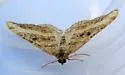 Epirrhoe medeifascia - Hodges#7397 - photo 4