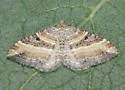 Epirrhoe medeifascia - Hodges#7397 - photo 5
