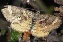 Epirrhoe plebeculata - Hodges#7395