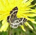Epirrhoe sperryi - Hodges#7396