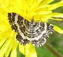 Epirrhoe sperryi - Hodges#7396 - photo 2