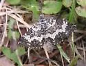 Epirrhoe sperryi - Hodges#7396 - photo 3