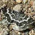Epirrhoe sperryi - Hodges#7396 - photo 4