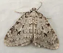 Autumnal Moth - Hodges#7433