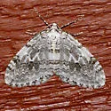 Autumnal Moth - Hodges#7433 - photo 2