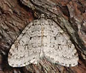 Autumnal Moth - Hodges#7433 - photo 4