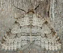 Autumnal Moth - Hodges#7433 - photo 5