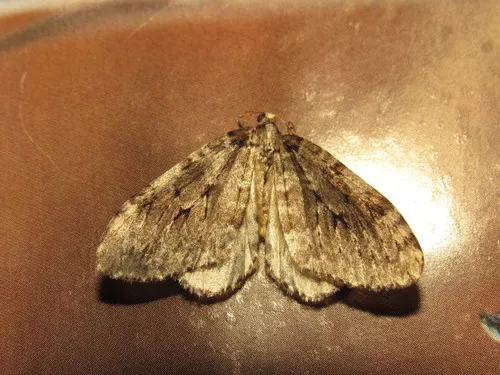 Epirrita undulata - Hodges#7434
