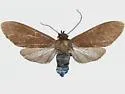 Episcepsis inornata - Hodges#8275
