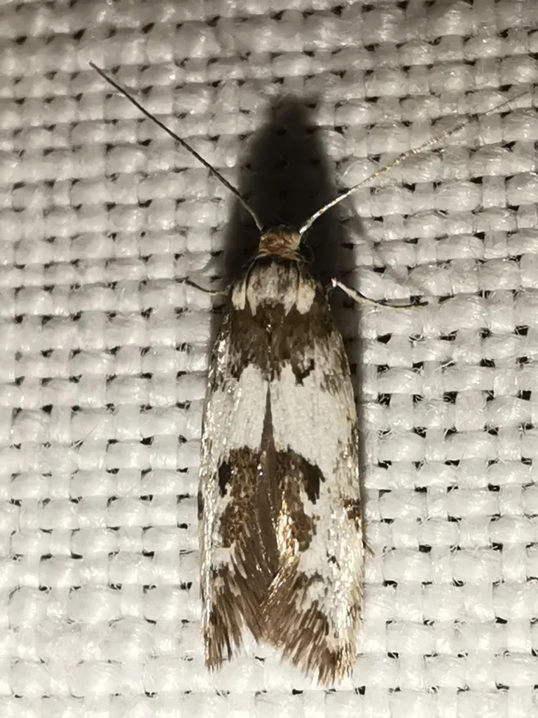 Episcythris triangulella - photo 2