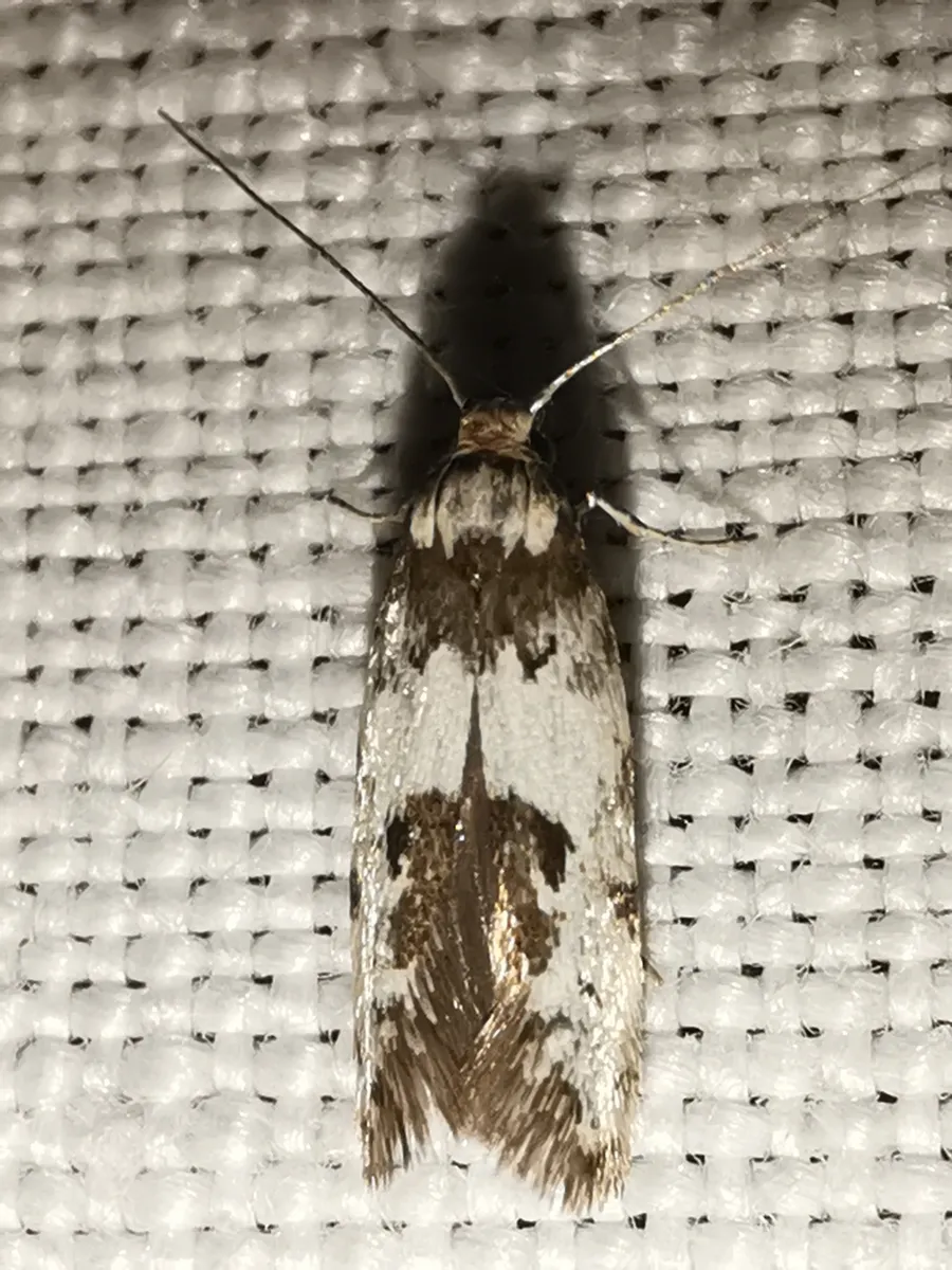 Episcythris triangulella - photo 3