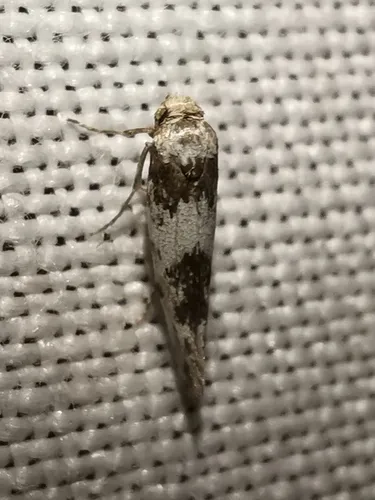 Episcythris triangulella - photo 5