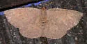 Episemasia solitaria - Hodges#6713