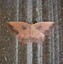 Episemasia solitaria - Hodges#6713 - photo 2