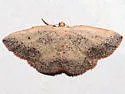 Episemasia solitaria - Hodges#6713 - photo 3
