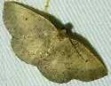 Episemasia solitaria - Hodges#6713 - photo 4