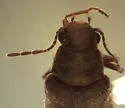 Episernus trapezoideus - photo 2
