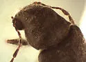 Episernus trapezoideus - photo 3