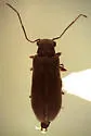 Episernus trapezoideus - photo 4