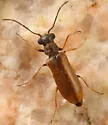 Episernus trapezoideus - photo 5