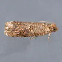 Sumac Leaftier Moth - Hodges#2701