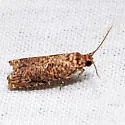 Sumac Leaftier Moth - Hodges#2701 - photo 2