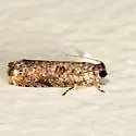 Sumac Leaftier Moth - Hodges#2701 - photo 3