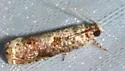 Sumac Leaftier Moth - Hodges#2701 - photo 4