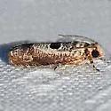 Episimus augmentana - Hodges#2702 - Episimus augmentana