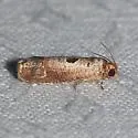 Episimus augmentana - Hodges#2702 - photo 2