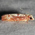 Episimus kimballi - Hodges#2702.2