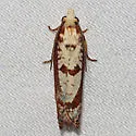 Episimus kimballi - Hodges#2702.2 - photo 2