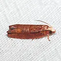Episimus lagunculariae - Hodges#2702.4