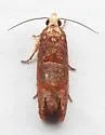 Episimus lagunculariae - Hodges#2702.4 - photo 5