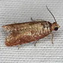 Episimus nesiotes - Hodges#2702.3