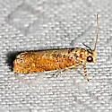Episimus nesiotes - Hodges#2702.3 - photo 2