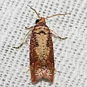 Episimus nesiotes - Hodges#2702.3 - photo 3