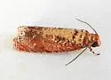 Episimus nesiotes - Hodges#2702.3 - photo 4