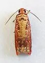 Episimus nesiotes - Hodges#2702.3 - photo 5