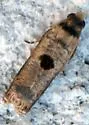 Episimus transferrana - Hodges#2701.2