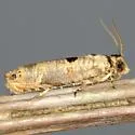Episimus transferrana - Hodges#2701.2 - photo 2