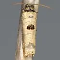 Episimus transferrana - Hodges#2701.2 - photo 3