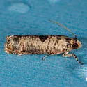 Episimus transferrana - Hodges#2701.2 - photo 4
