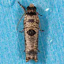 Episimus transferrana - Hodges#2701.2 - photo 5
