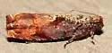 Maple Leaftier Moth - Hodges#2703
