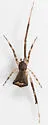 Episinus amoenus - photo 4