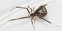Episinus amoenus - photo 5